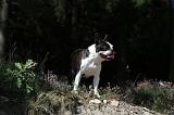 BOSTON TERRIER 143